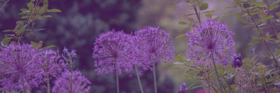 Joys and Benefits Of Flower Gardening